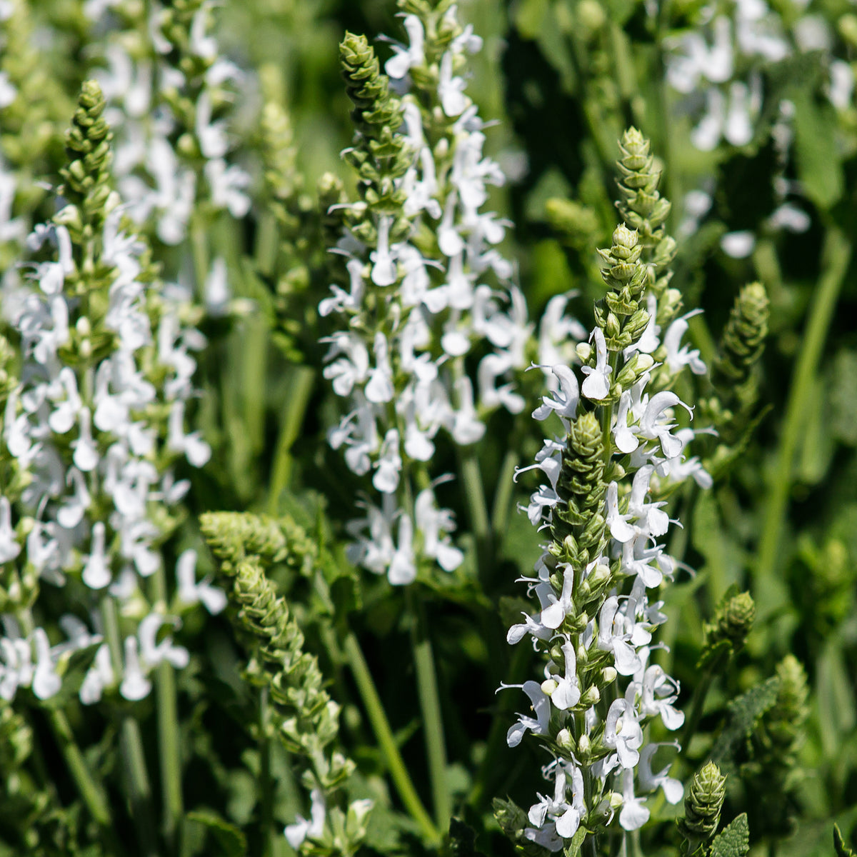 Bloeiende vaste planten - Vaste planten Mix Roze & Wit - Delphinium, Salvia, Echninacea