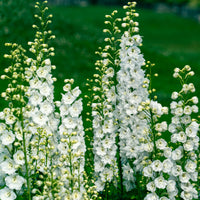 Vaste planten Mix Roze & Wit - Delphinium, Salvia, Echninacea - Bakker