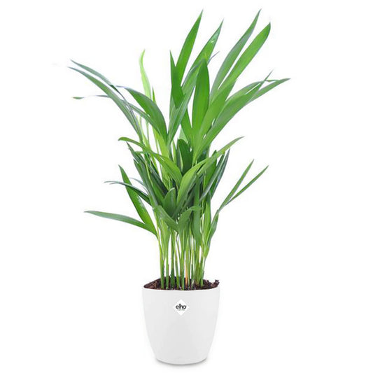 Goudpalm incl. witte sierpot - Bakker