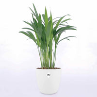Dypsis lutescens - Goudpalm incl. witte sierpot - Kamerplanten met potten