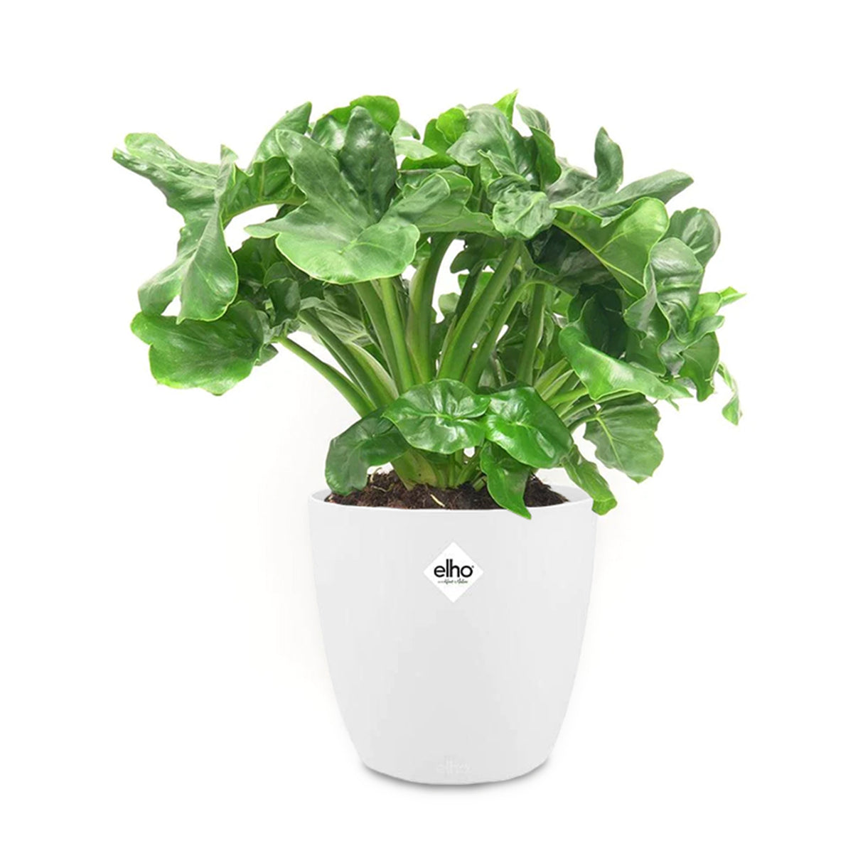 Philodendron Monstera Atom incl. witte sierpot ELHO - Philodendron atom - Bakker