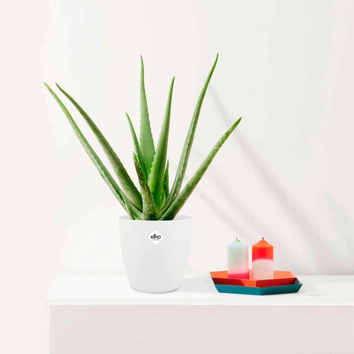 Aloe Vera - Bakker