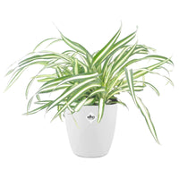 Graslelie 'Atlantic' incl. witte sierpot - Chlorophytum comosum atlantic - Bakker