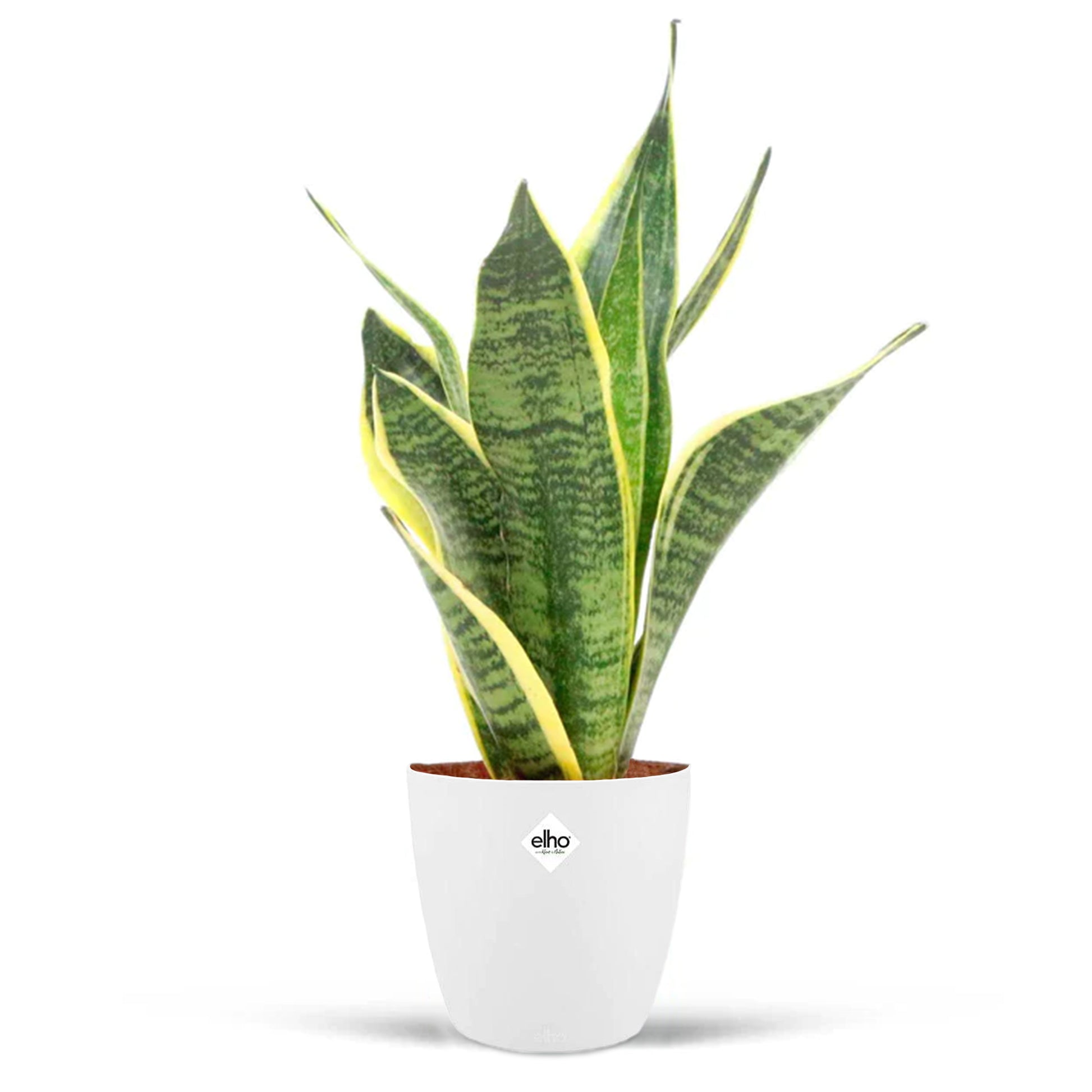 Vrouwentong 'Futura Superba' incl. witte sierpot - Sansevieria futura superba - Bakker