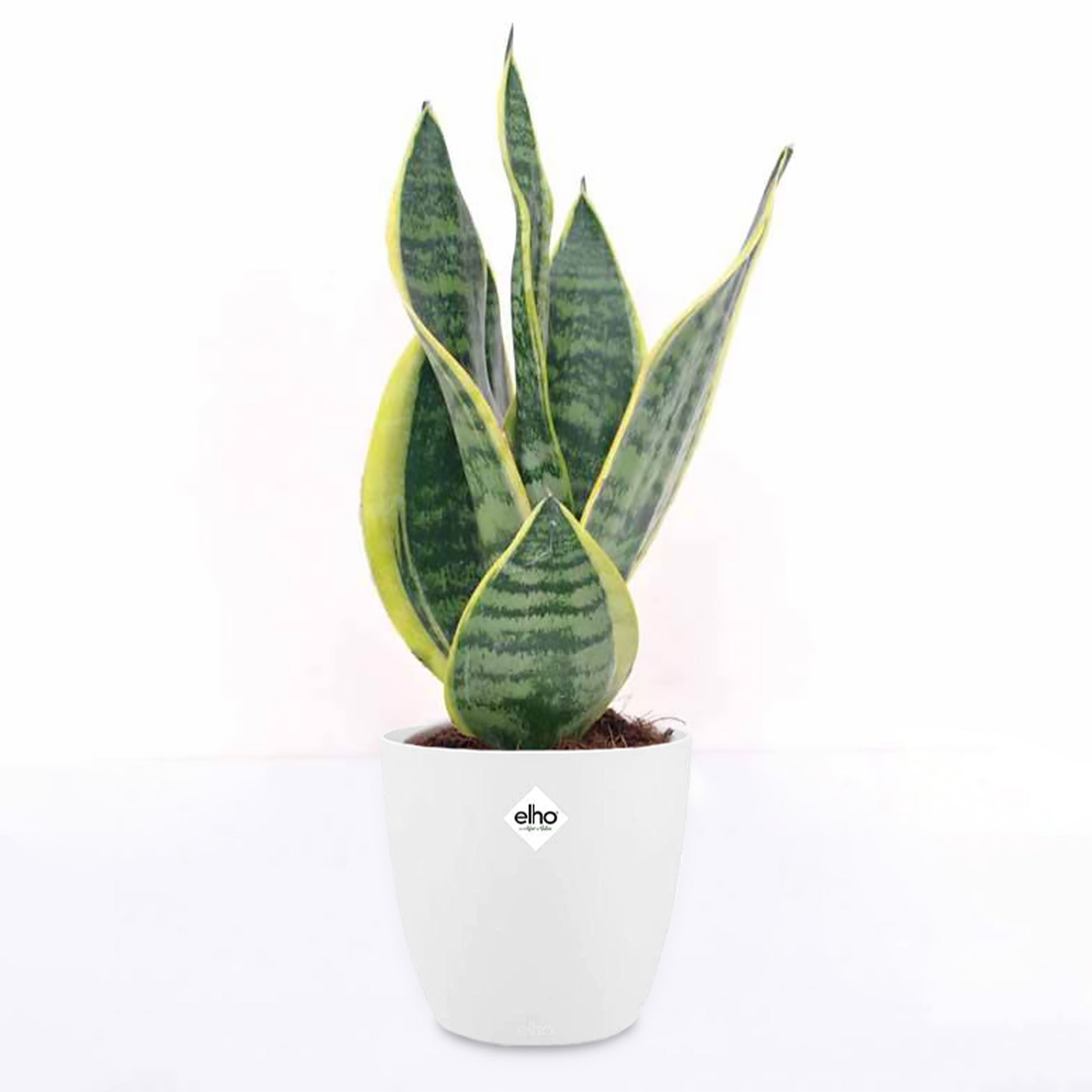 Sansevieria futura superba - Vrouwentong 'Futura Superba' incl. witte sierpot - Kamerplanten met potten