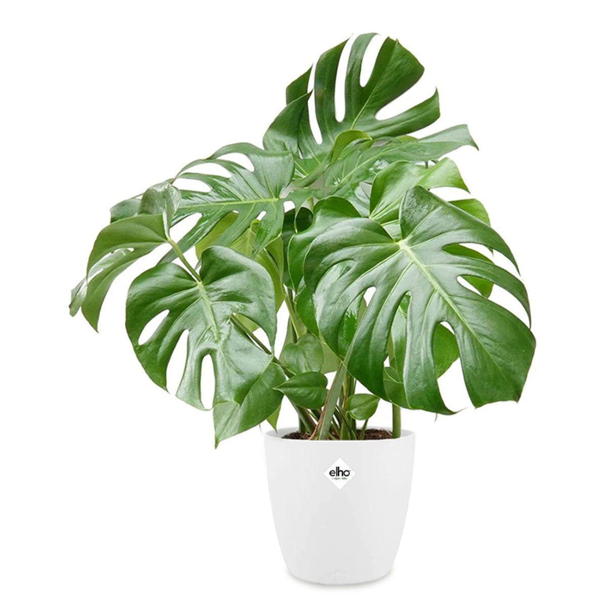 Philodendron Monstera incl. witte sierpot ELHO - Monstera deliciosa - Bakker
