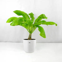 Hawaiiaanse palmboom incl. witte sierpot - Brighamia insignis kirsten - Bakker