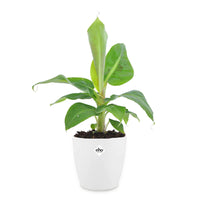 Bananenplant 'Oriental Dwarf' incl. witte sierpot - Musa oriental Dwarf - Bakker