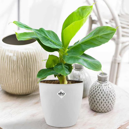Bananenplant 'Oriental Dwarf' incl. witte sierpot - Bakker