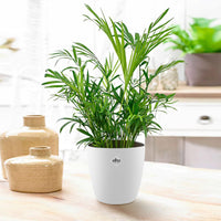 Bergpalm incl. witte sierpot - Bakker