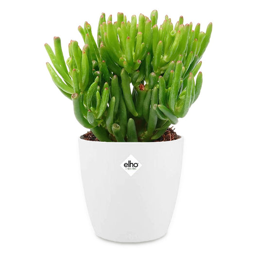 Crassula 'Hobbit' incl. witte sierpot - Bakker