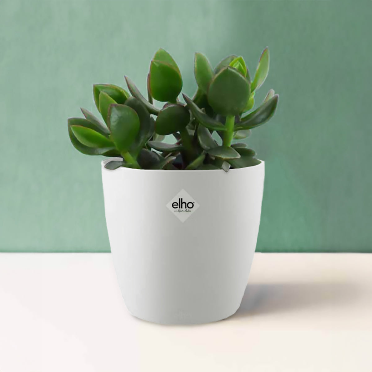 Jadeplant incl. witte sierpot - Crassula ovata argentea - Bakker