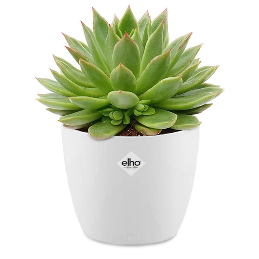 Echeveria incl. witte sierpot - Bakker