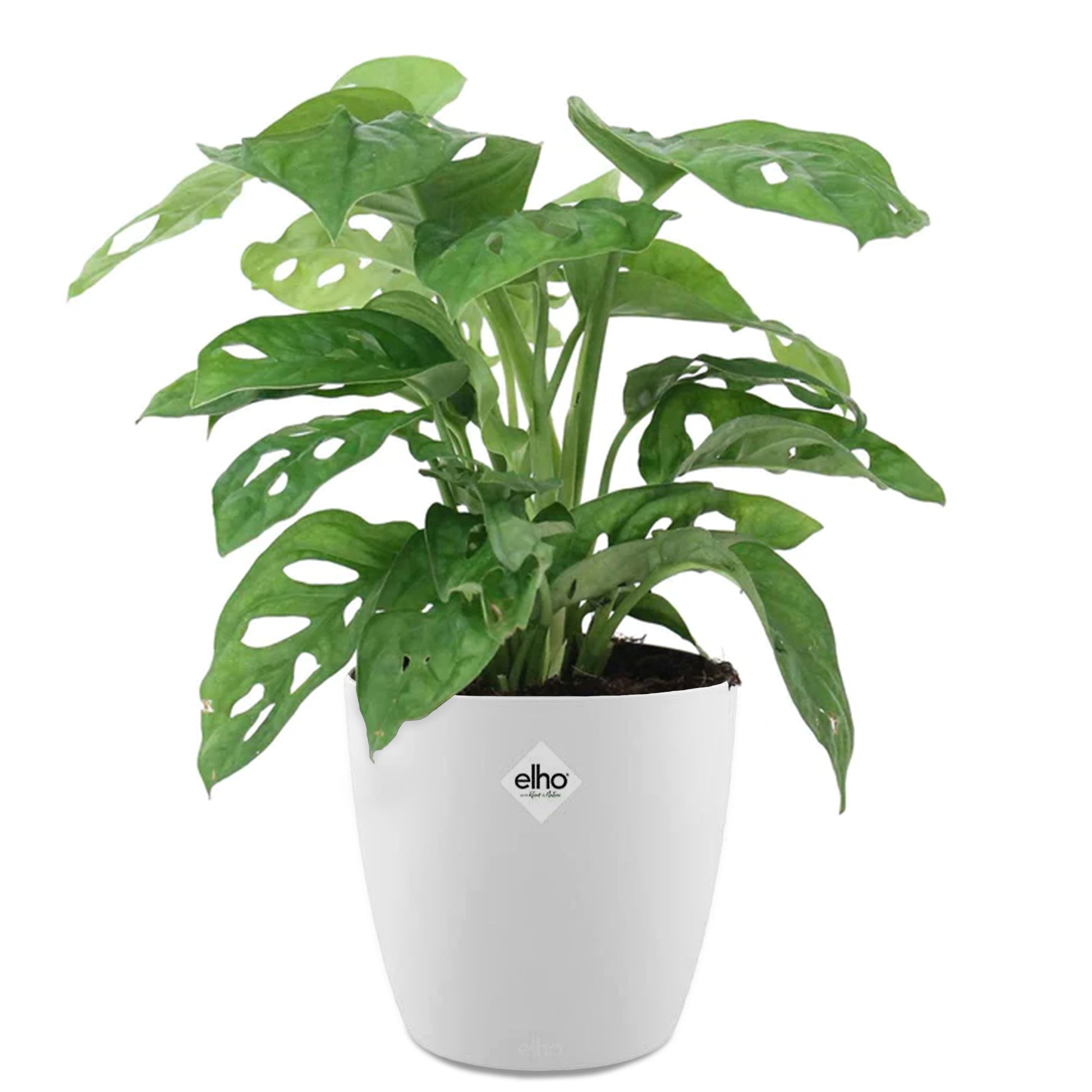 monkey mask philodendron Philodendron Monstera Monkey Mask incl. witte sierpot ELHO - Monstera deliciosa Monkey Mask
