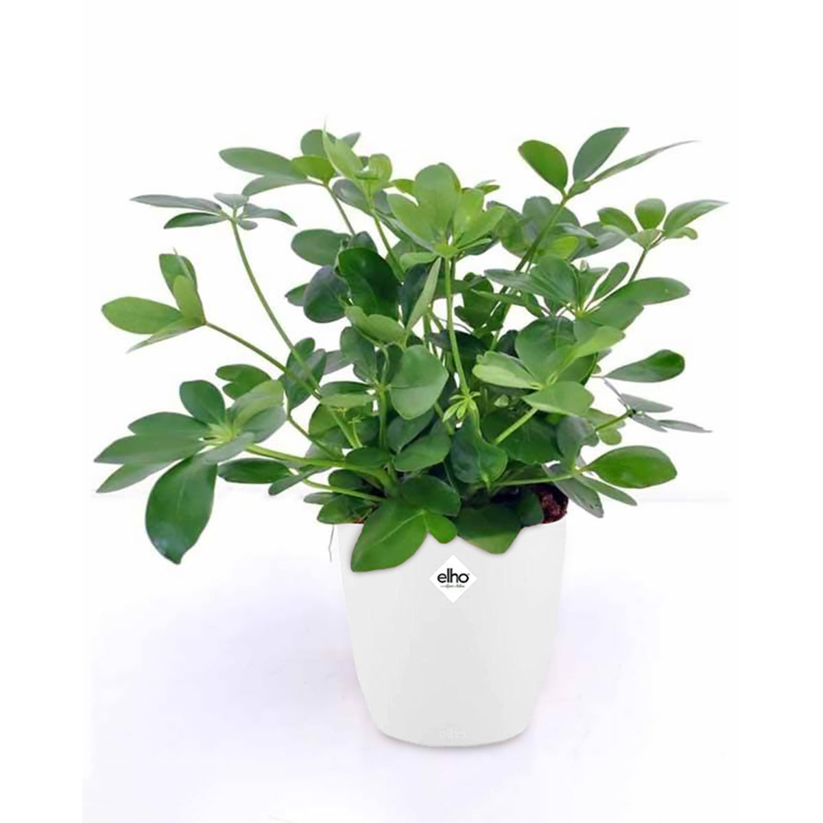 Vingerplant incl. witte sierpot - Bakker