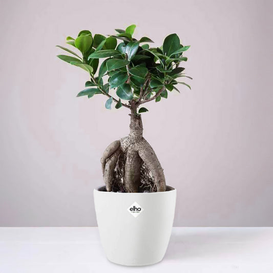 Ficus microcarpa 'Ginseng' incl. witte sierpot - Bakker