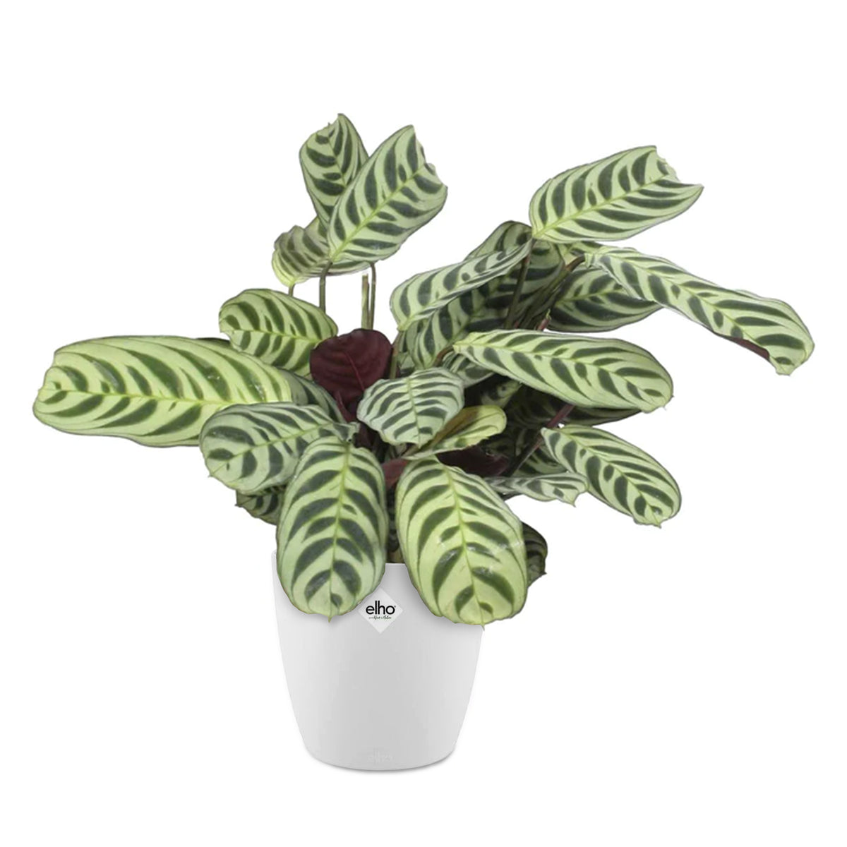 Ctenanthe Burle-marxii incl. witte sierpot - Ctenanthe burle-marxii - Bakker