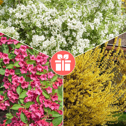 3 struiken als cadeau - Bakker