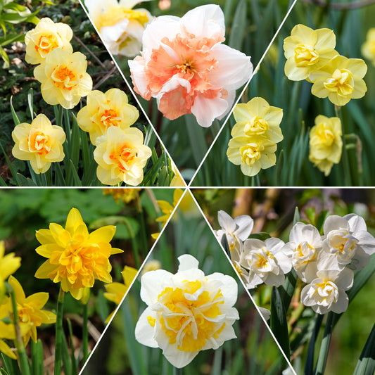 Narcis 'Double Flowers' - Bakker
