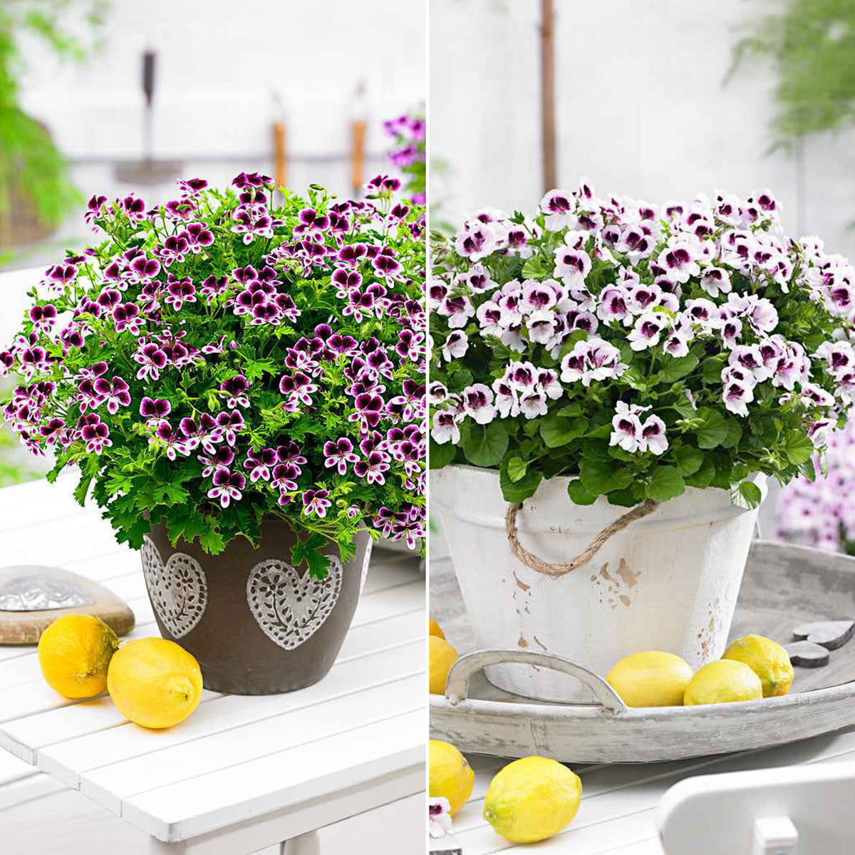 Geranium - Mix 'Mosquitaway Eva' + 'Mosquitaway Lizzy' (x6) - Bakker