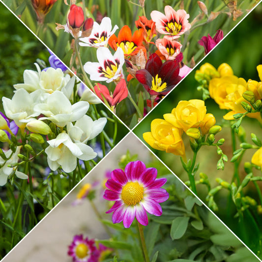 Bloembollen - Mix Freesia + Sparaxis + Dahlia (x30) - Bakker