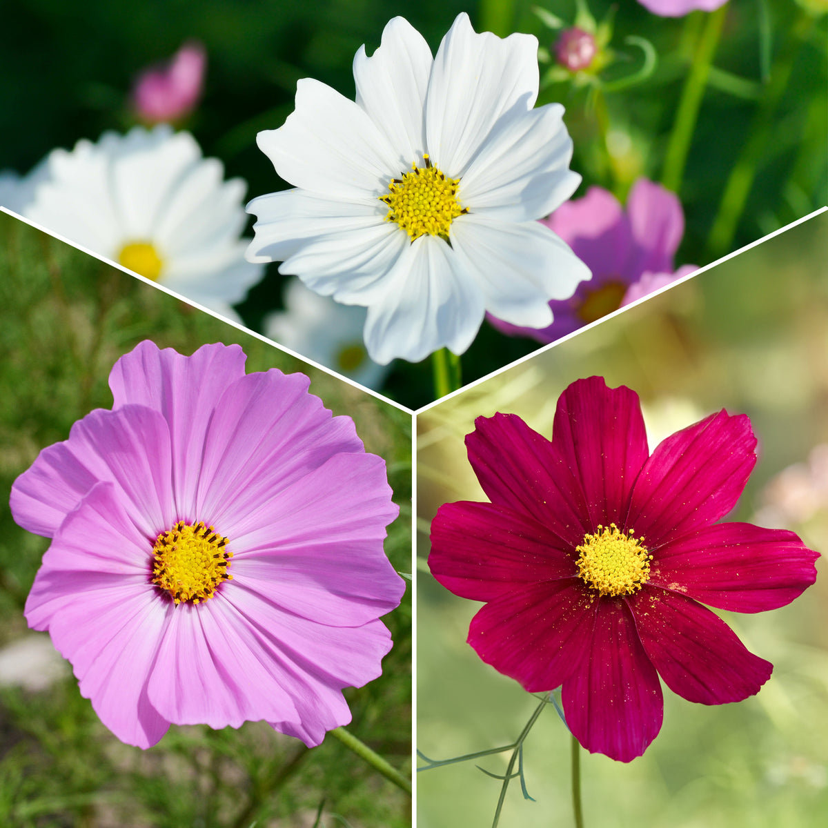 Cosmos bipinnatus - Cosmos 'Sensation' - Eetbare bloemzaden
