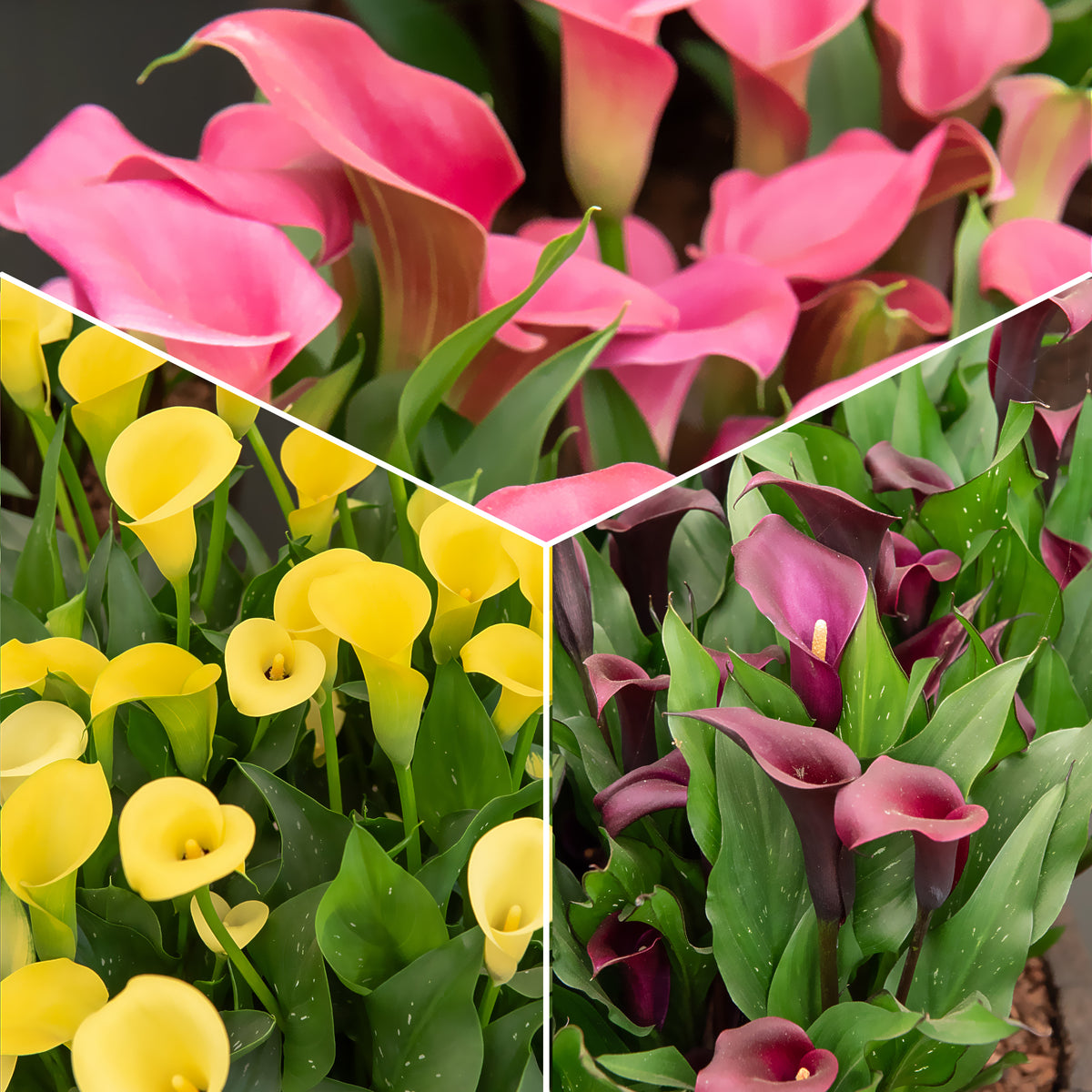 Calla Mix - roze + geel + paars (x3) - Bakker