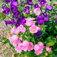 Mariëtteklokje Mix 'Carillon' (x2) - Campanula medium carillon - Bakker