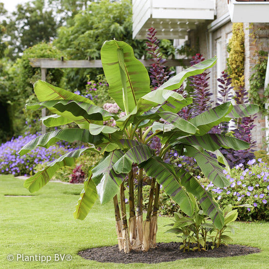 Japanse Bananenplant Ever Red - Bakker