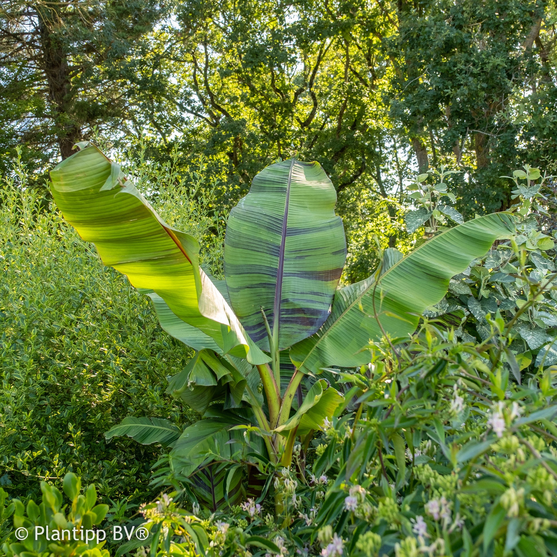 Musa sikkimmensis Ever Red - Japanse Bananenplant Ever Red - Bananenplant