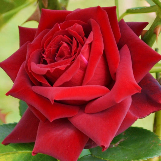 Grootbloemige roos 'Grande Amore' - Rosa Grande Amore ® - Plantsoort