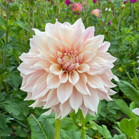 Dahlia Café au Lait - Dahlia's 'Café au Lait' (x3) - Dahlia 