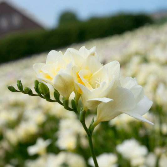 Dubbele witte fresia's (x25) - Bakker