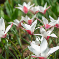 Tulipa peppermint stick - 12 Tulpen Peppermint Stick - Tulpen