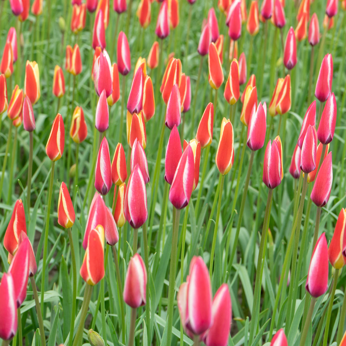 Tulpen - 12 Tulpen Peppermint Stick - Tulipa peppermint stick