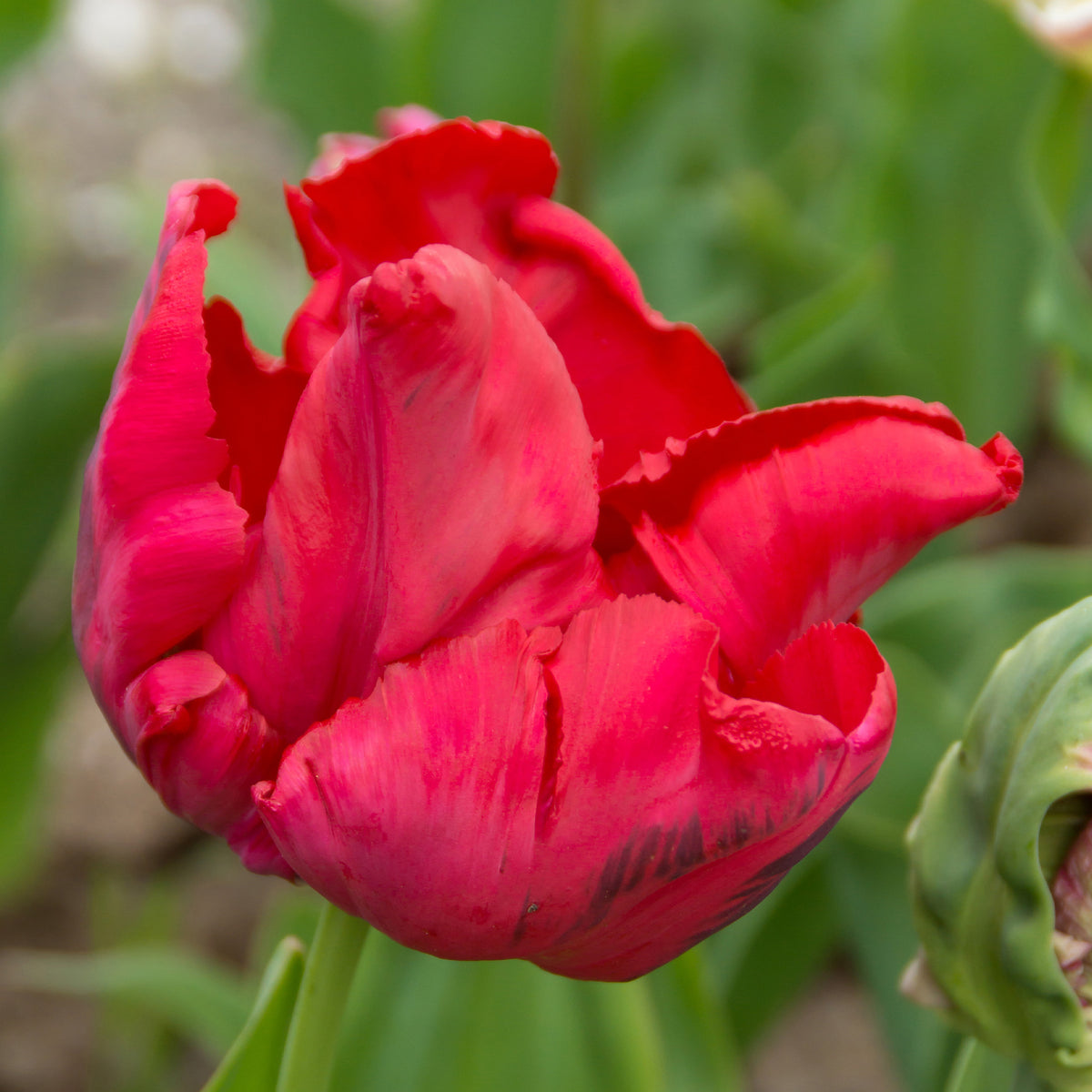 8 Papegaaitulpen Red Madona - Bakker