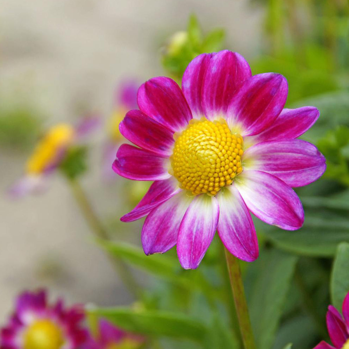 Verkoop Bloembollen - Mix Freesia + Sparaxis + Dahlia (x30)