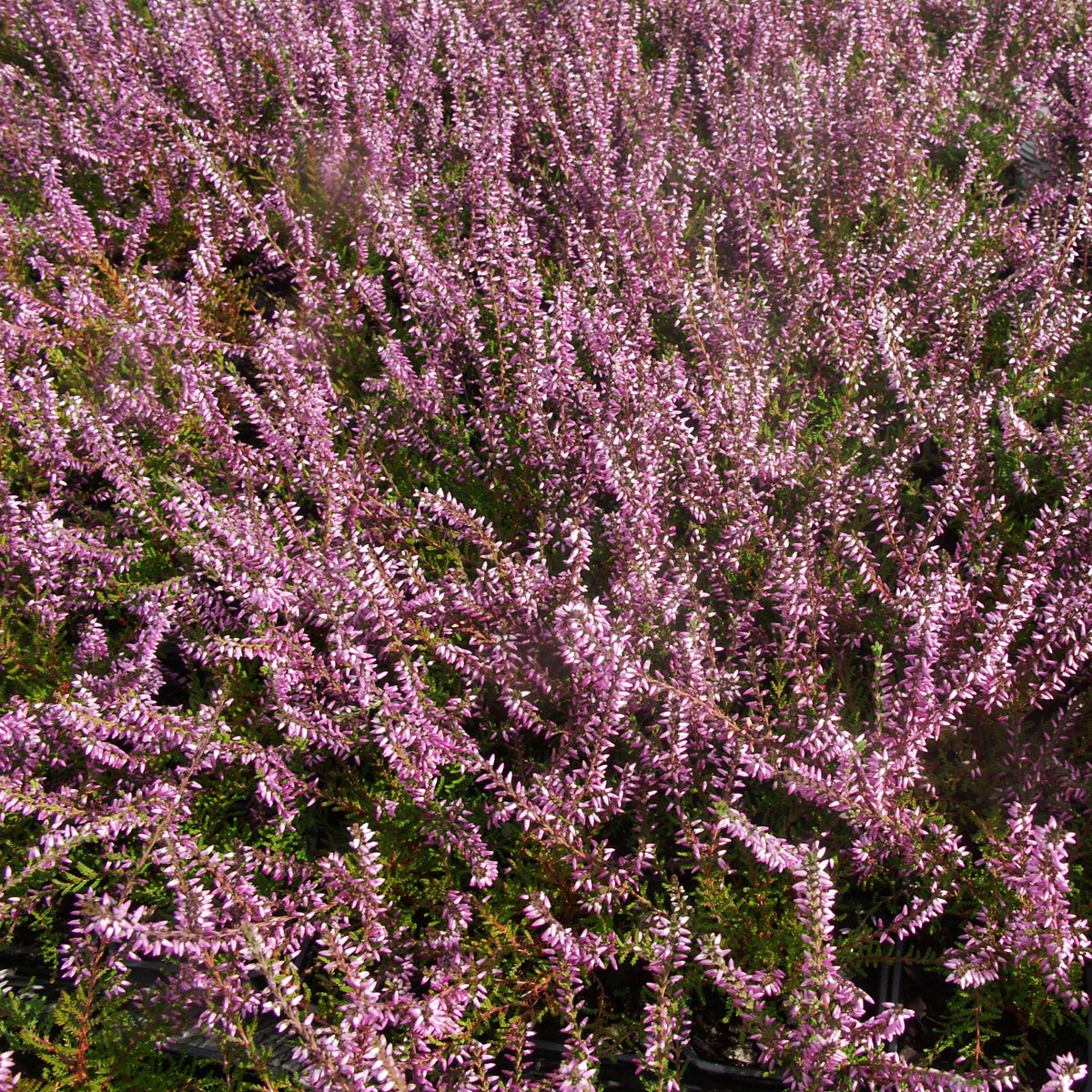 Calluna vulgaris - Dopheide - roze (x3) - Heideplanten