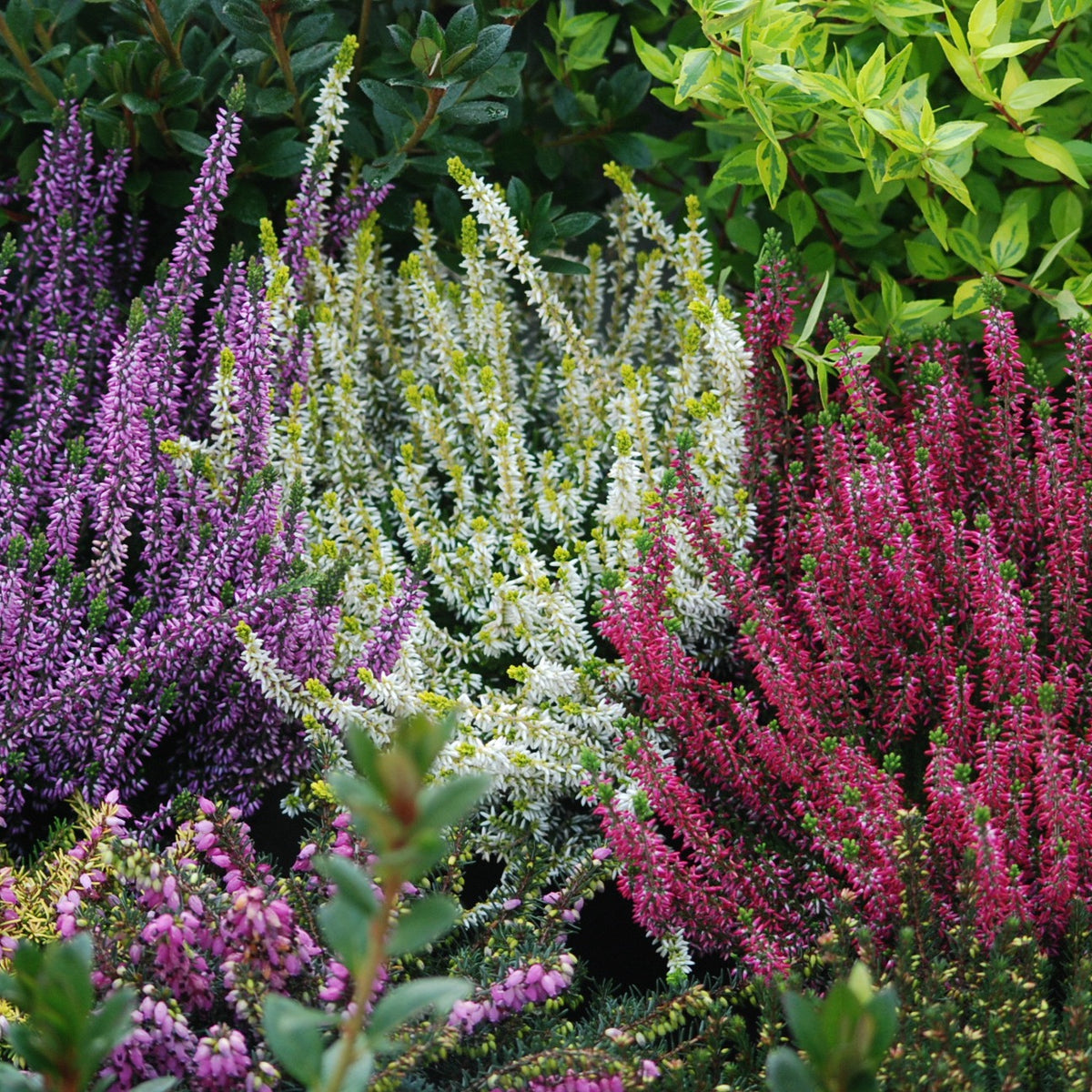 Struikheide - rood + roze + geel (x6) - Bakker