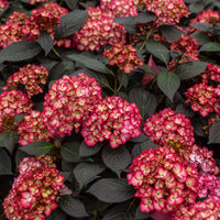 Hortensie 'Eclipse Bailmacseven' - Hydrangea macrophylla Eclipse® ‘Bailmacseven’ - Bakker