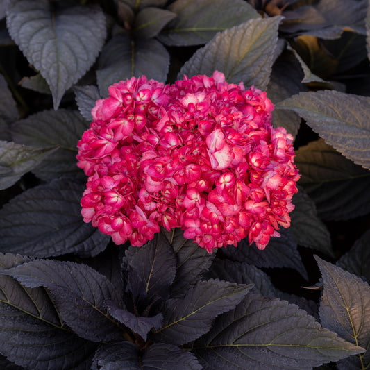 Hortensie 'Eclipse Bailmacseven'