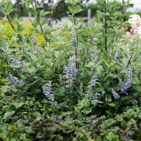Vitex x Chicagoland Blues 'Daniel Searl' - Bakker