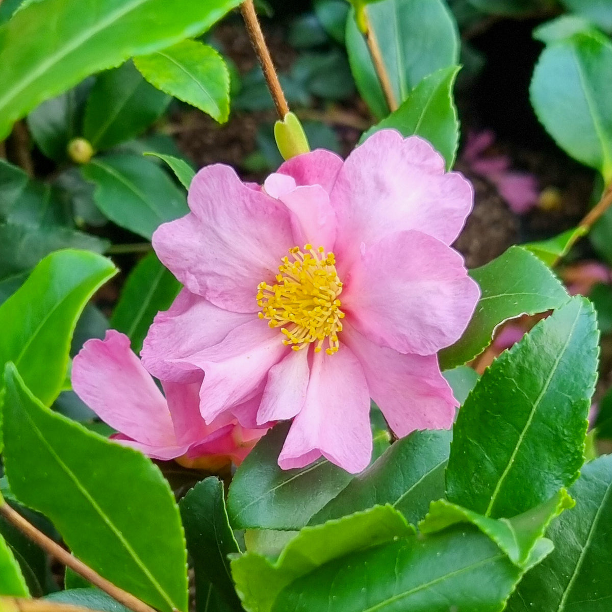 Herfstcamelia - Bakker