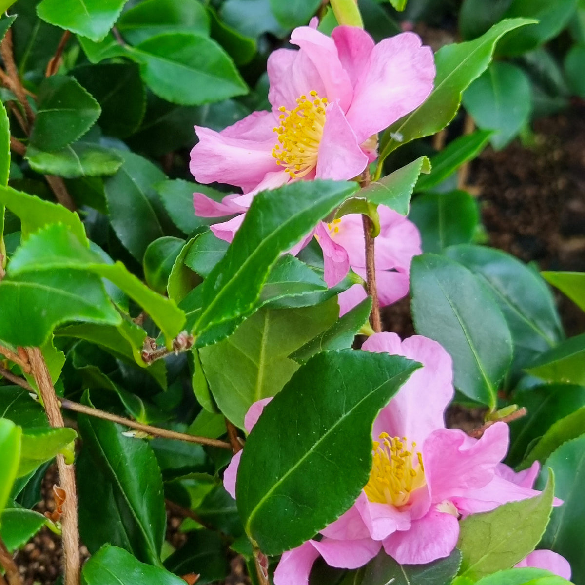 Herfstcamelia - Camellia sasanqua Cleopatra - Bakker