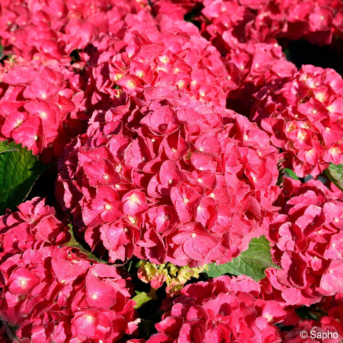Boerenhortensia Red Ever Belles® - Bakker