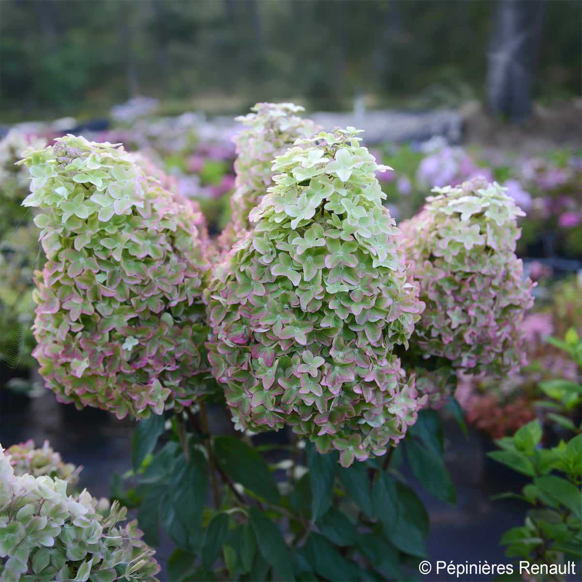 Hydrangea paniculata Metalica® renmeta - Pluimhortensia Metalica® ‘Renmeta’ - Pluimhortensia