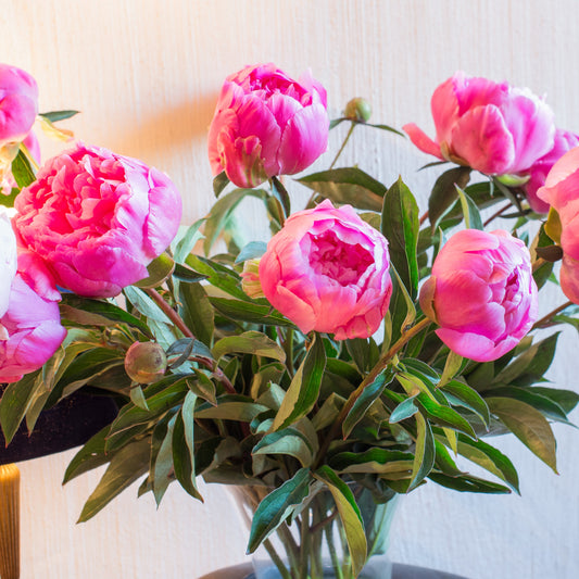 Pioenroos Jacorma - Bakker