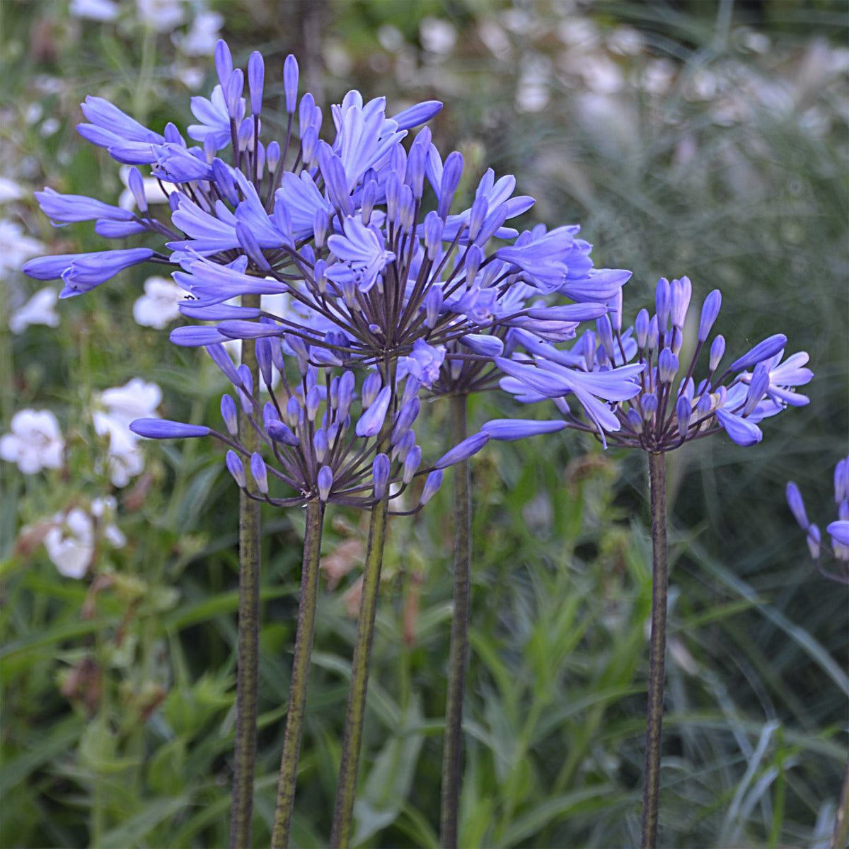 Agapanthus Graphite ® Blue Turk8 - Afrikaanse lelie Graphite® Blauw TurK8 - Agapanthus