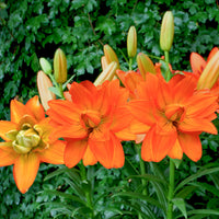 Lillium Hulk - Lelie Hulk - Lelie