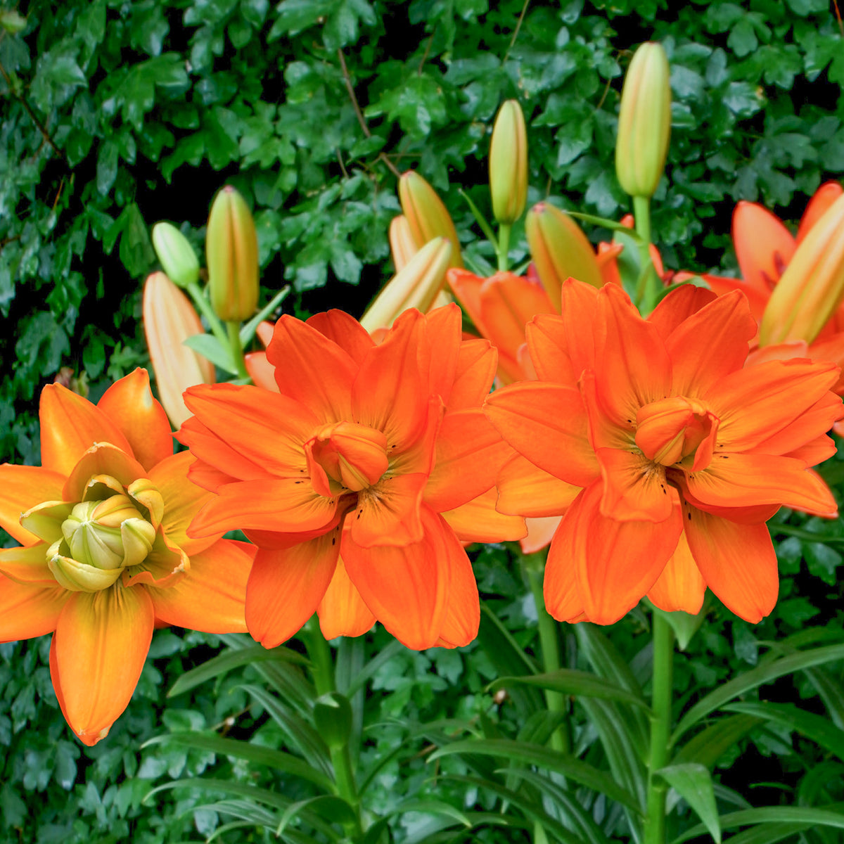 Lillium Hulk - Lelie Hulk - Lelie